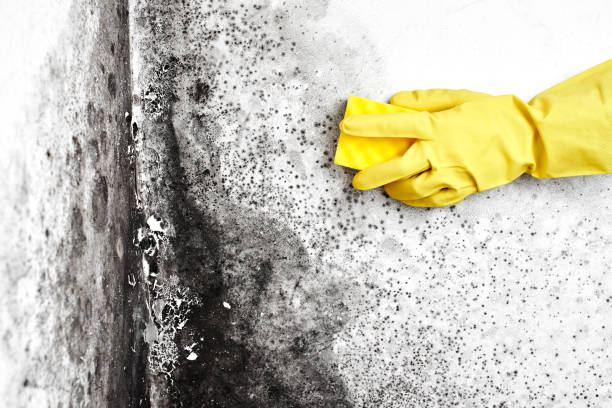 Best Basement Mold Remediation in Louisville, GA