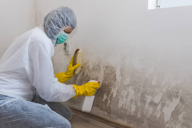 Best Attic Mold Remediation in Louisville, GA