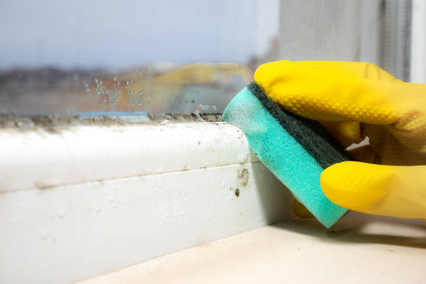 Best Bathroom Mold Remediation in Louisville, GA