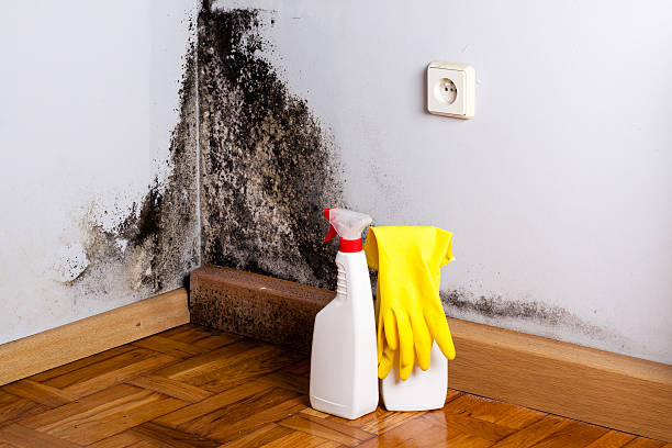 Best Insurance-Related Mold Remediation in Louisville, GA