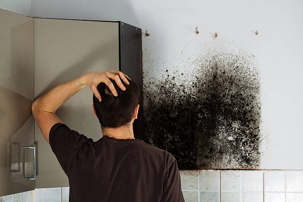 Best Black Mold Remediation in Louisville, GA