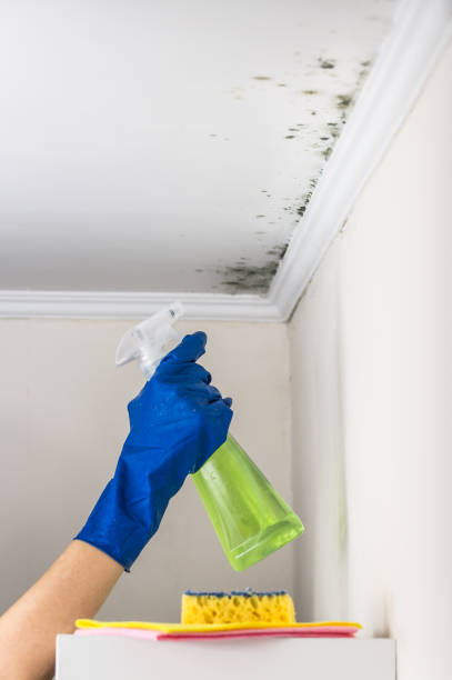 Best Localized Mold Remediation (e.g., coastal areas, humid climates) in Louisville, GA